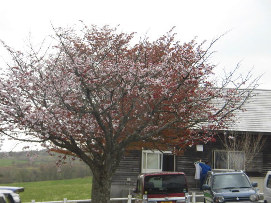 星座の森の山桜は今が見頃~🌸_f0334599_10202180.jpg