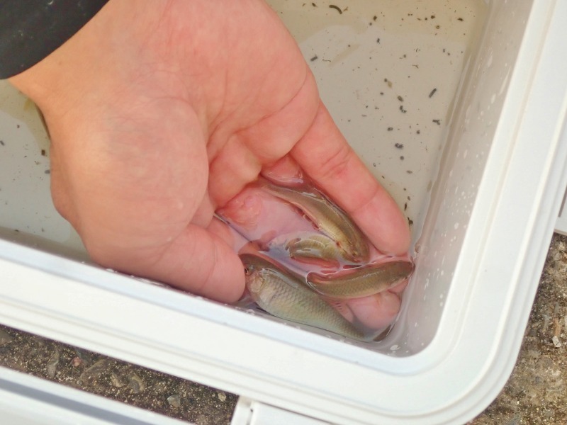 タナゴ釣り!_c0336902_19343016.jpg