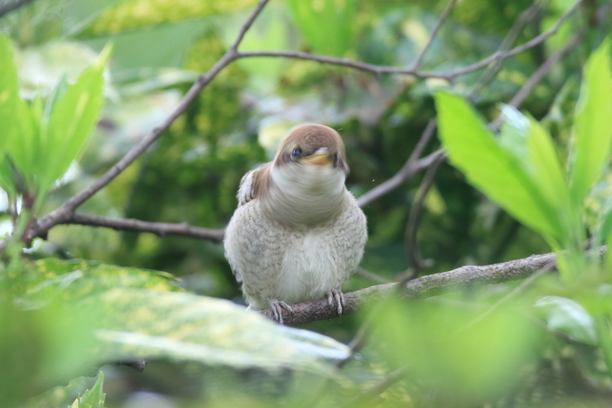 モズ 親を待つ幼鳥_f0369315_20585956.jpg