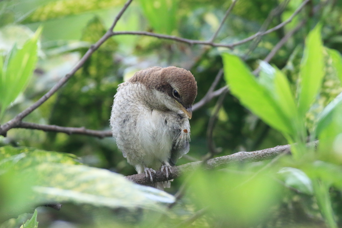 モズ 親を待つ幼鳥_f0369315_20590071.jpg
