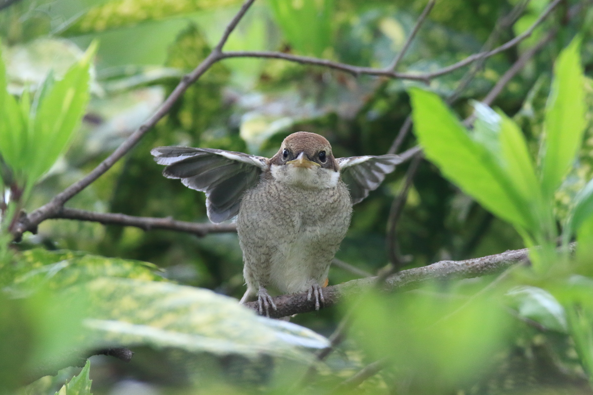 モズ 親を待つ幼鳥_f0369315_20590171.jpg