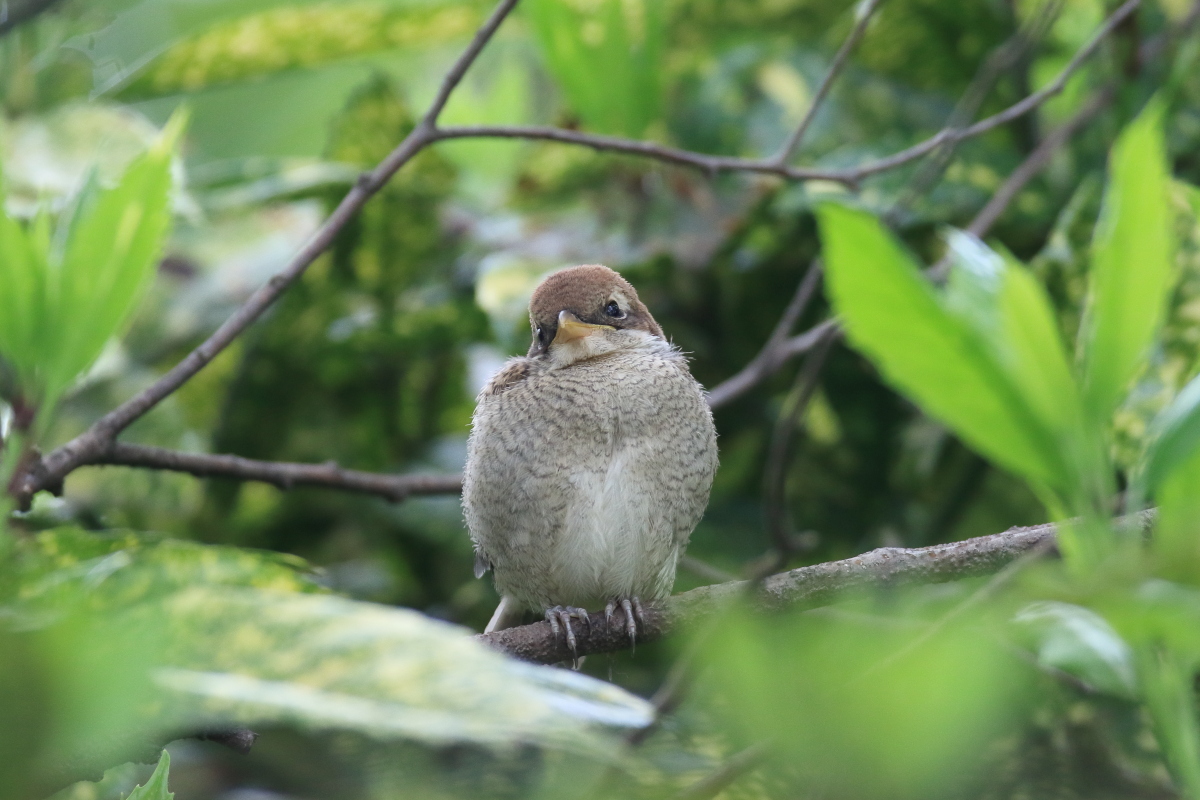 モズ 親を待つ幼鳥_f0369315_20590199.jpg