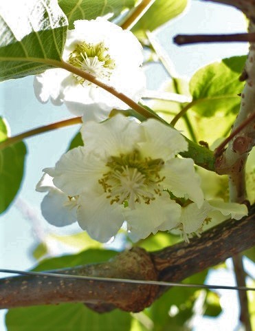 キウイフルーツの花粉付け 土屋ぶどう園
