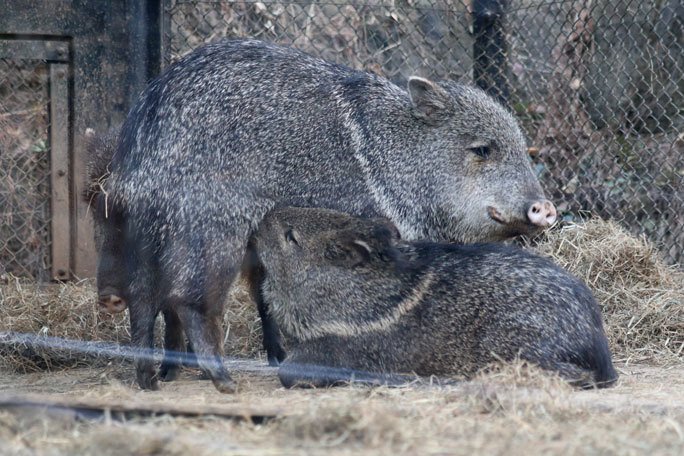 クビワペッカリーの子供たち サン ミッツ 大宮公園小動物園 続々 動物園ありマス