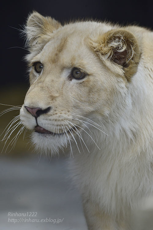2020.3.15 東北サファリパーク☆ホワイトライオンのイチゴちゃん【White lion】_f0250322_19400167.jpg