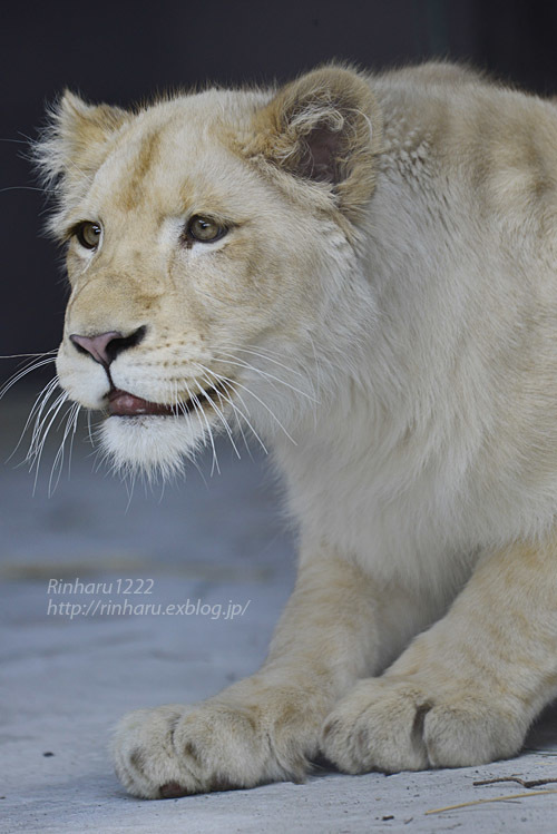 2020.3.15 東北サファリパーク☆ホワイトライオンのイチゴちゃん【White lion】_f0250322_19401158.jpg