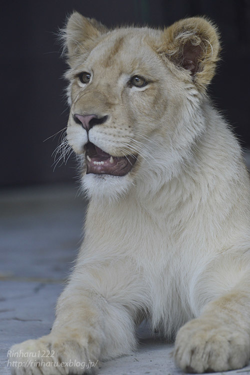 2020.3.15 東北サファリパーク☆ホワイトライオンのイチゴちゃん【White lion】_f0250322_19401827.jpg