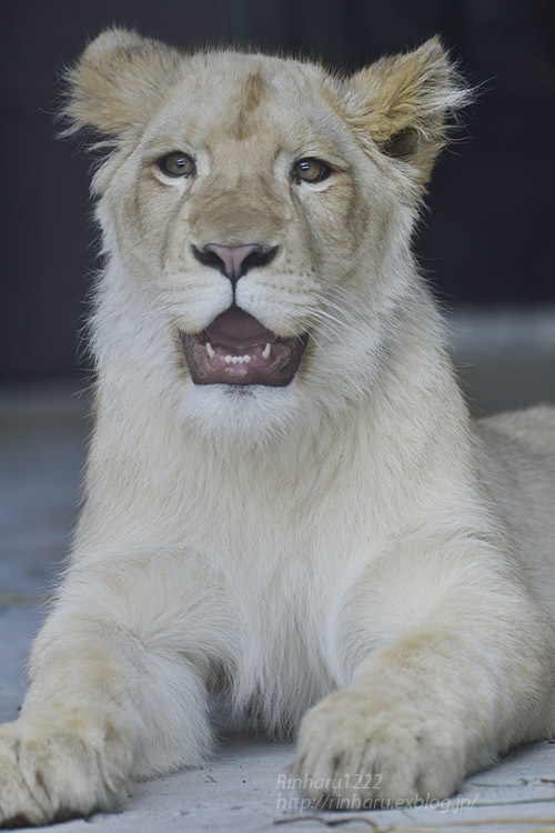 2020.3.15 東北サファリパーク☆ホワイトライオンのイチゴちゃん【White lion】_f0250322_19402654.jpg