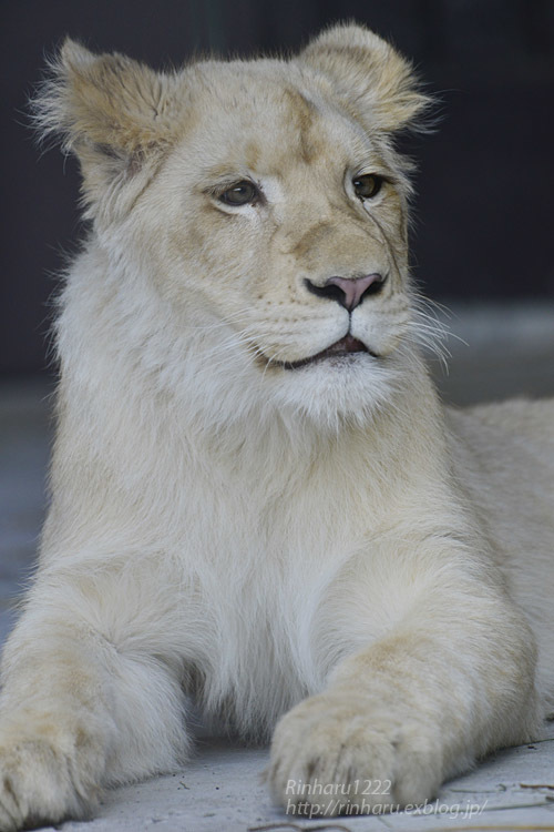 2020.3.15 東北サファリパーク☆ホワイトライオンのイチゴちゃん【White lion】_f0250322_19404206.jpg