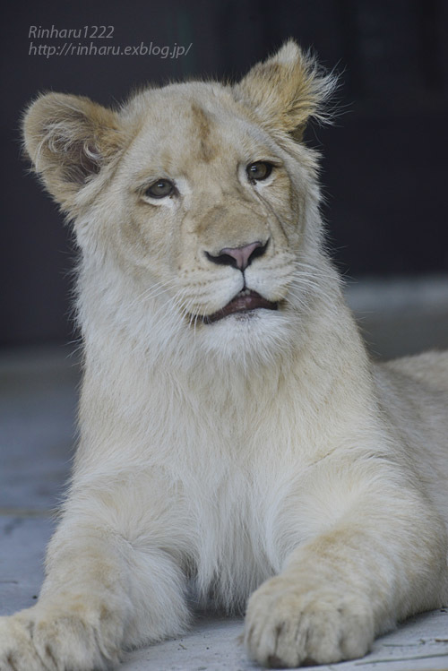 2020.3.15 東北サファリパーク☆ホワイトライオンのイチゴちゃん【White lion】_f0250322_19405092.jpg