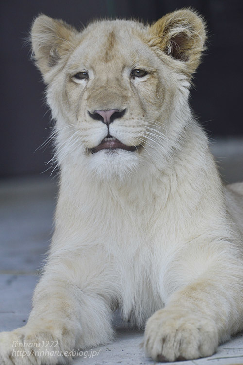 2020.3.15 東北サファリパーク☆ホワイトライオンのイチゴちゃん【White lion】_f0250322_19405802.jpg