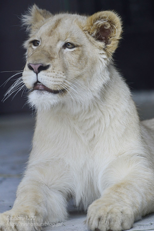 2020.3.15 東北サファリパーク☆ホワイトライオンのイチゴちゃん【White lion】_f0250322_19410635.jpg