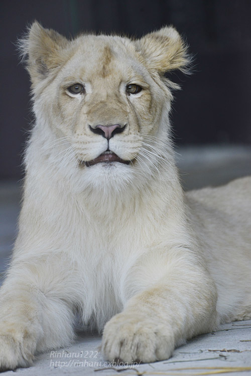 2020.3.15 東北サファリパーク☆ホワイトライオンのイチゴちゃん【White lion】_f0250322_19411405.jpg
