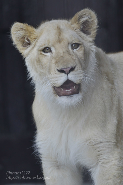 2020.3.15 東北サファリパーク☆ホワイトライオンのイチゴちゃん【White lion】_f0250322_19412309.jpg