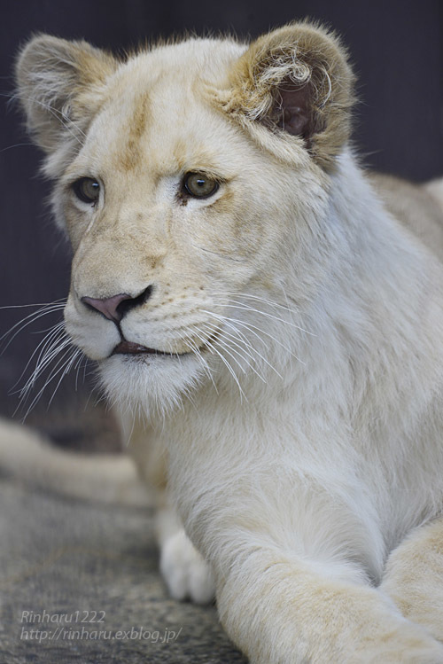 2020.3.15 東北サファリパーク☆ホワイトライオンのイチゴちゃん【White lion】_f0250322_19413187.jpg