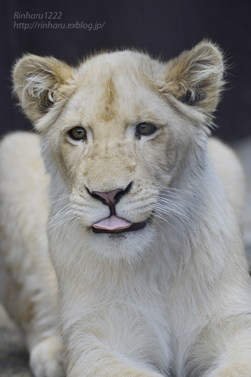 2020.3.15 東北サファリパーク☆ホワイトライオンのイチゴちゃん【White lion】_f0250322_19414042.jpg