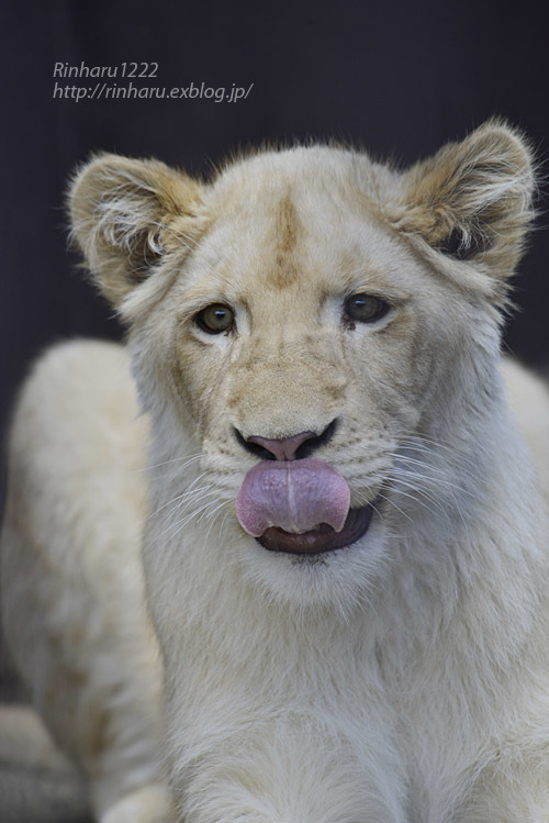2020.3.15 東北サファリパーク☆ホワイトライオンのイチゴちゃん【White lion】_f0250322_19415282.jpg