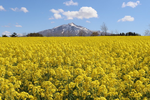 菜の花と岩木山(鯵ケ沢町)*2021.05.09_b0147224_23192610.jpg
