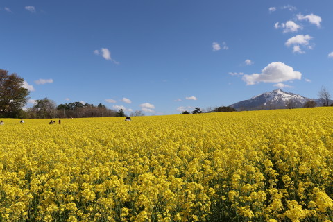 菜の花と岩木山(鯵ケ沢町)*2021.05.09_b0147224_23284704.jpg