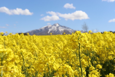 菜の花と岩木山(鯵ケ沢町)*2021.05.09_b0147224_23301053.jpg