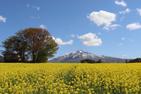 菜の花と岩木山(鯵ケ沢町)*2021.05.09_b0147224_23330534.jpg