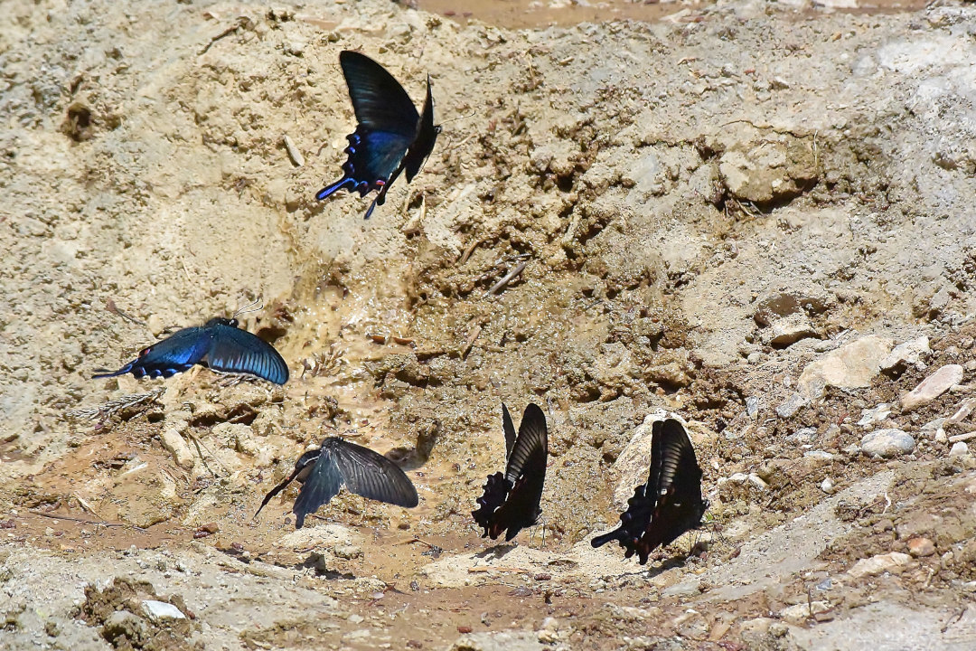 わいわい、がやがやとカラスアゲハ群団(2021/05/recently)_d0387460_19302394.jpg