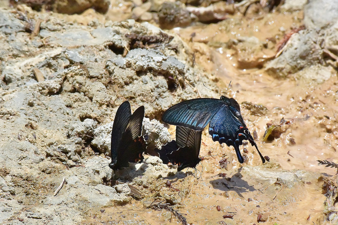 わいわい、がやがやとカラスアゲハ群団(2021/05/recently)_d0387460_19325275.jpg