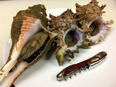 テングニシ(天狗螺)・オニサザエ(鬼栄螺) : イル・レオーネ 千林大宮駅