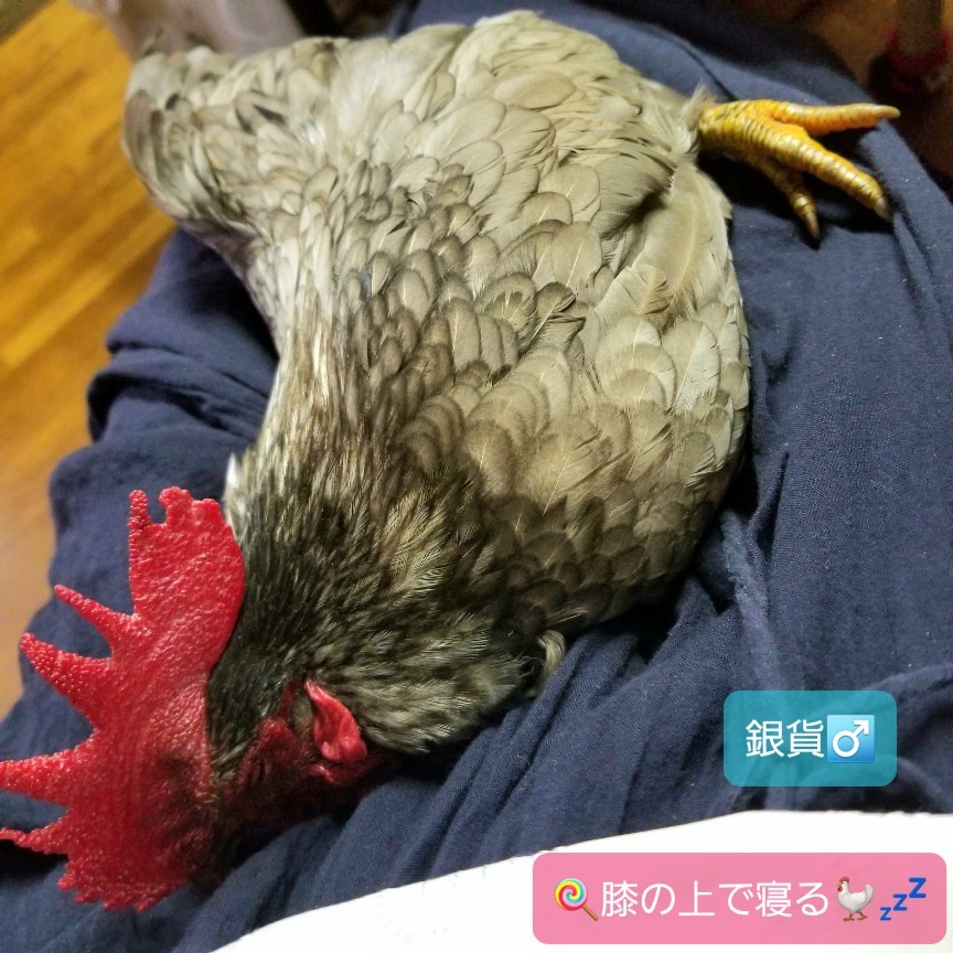 烏骨鶏かわいいブログ