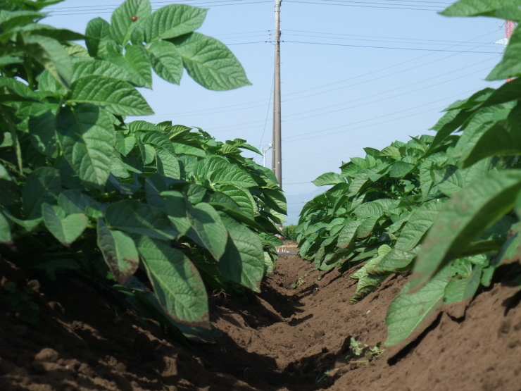ジャガイモの土寄せ 野菜tukuri