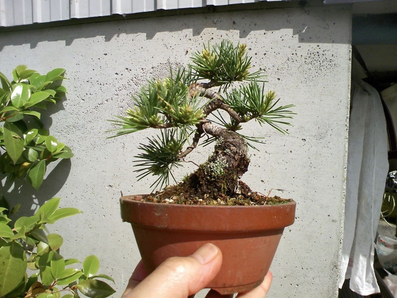 五葉松「葵」のミニ盆栽化 : 盆栽便り