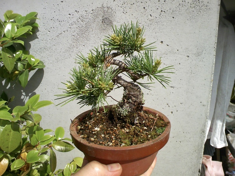 五葉松「葵」のミニ盆栽化 : 盆栽便り