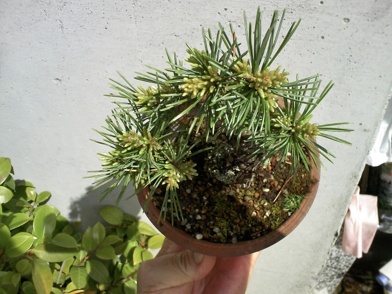 五葉松「葵」のミニ盆栽化 : 盆栽便り