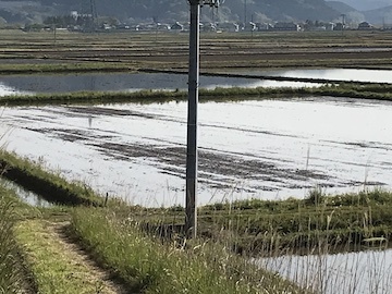 田植えちゃった。_d0060094_02572107.jpg