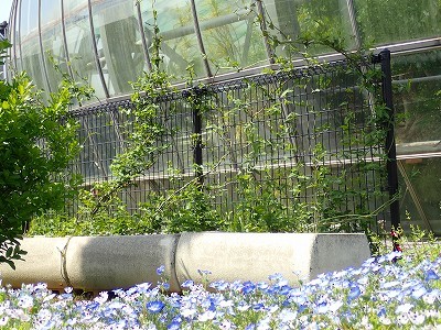 こどもの日にちなんで_f0203094_11152015.jpg