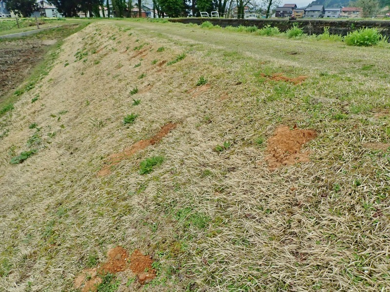 連休最後の兼業農家は最後に残っていた水田の春耕を行いました_c0336902_22085559.jpg