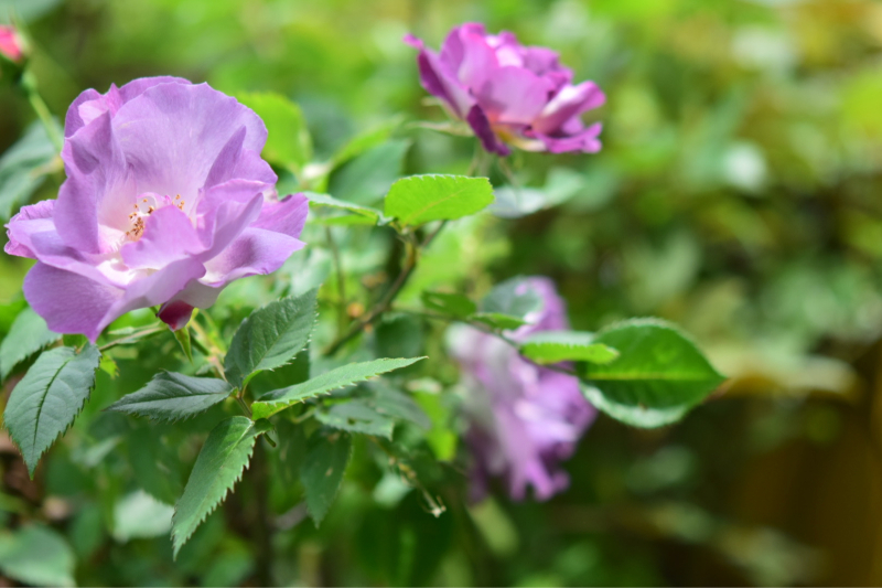 薔薇好き花好き庭が好き 元英国在住 アートセラピストが造る癒しの庭 薔薇好き花好き庭が好き 元英国在住 アートセラピストが造る癒しの庭