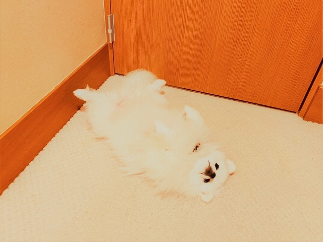 落とし物に注意して_d0360206_19523819.jpg