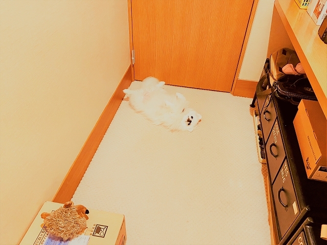 落とし物に注意して_d0360206_19523823.jpg
