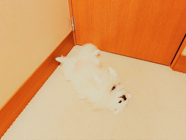 落とし物に注意して_d0360206_19523850.jpg