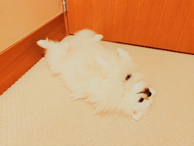 落とし物に注意して_d0360206_19523874.jpg