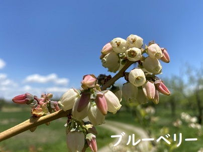 青空にブルーベリー。_c0182012_12431623.jpg