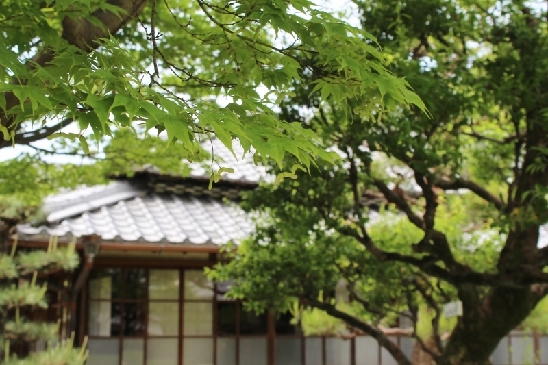 茶和や香（９９）、六鹿茶遊会（８８）_b0220318_18453953.jpg