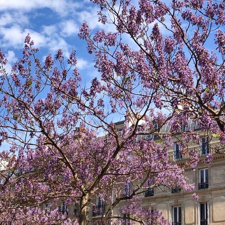 パリの桐の花並木　カルノ通り_a0231632_19062773.jpeg