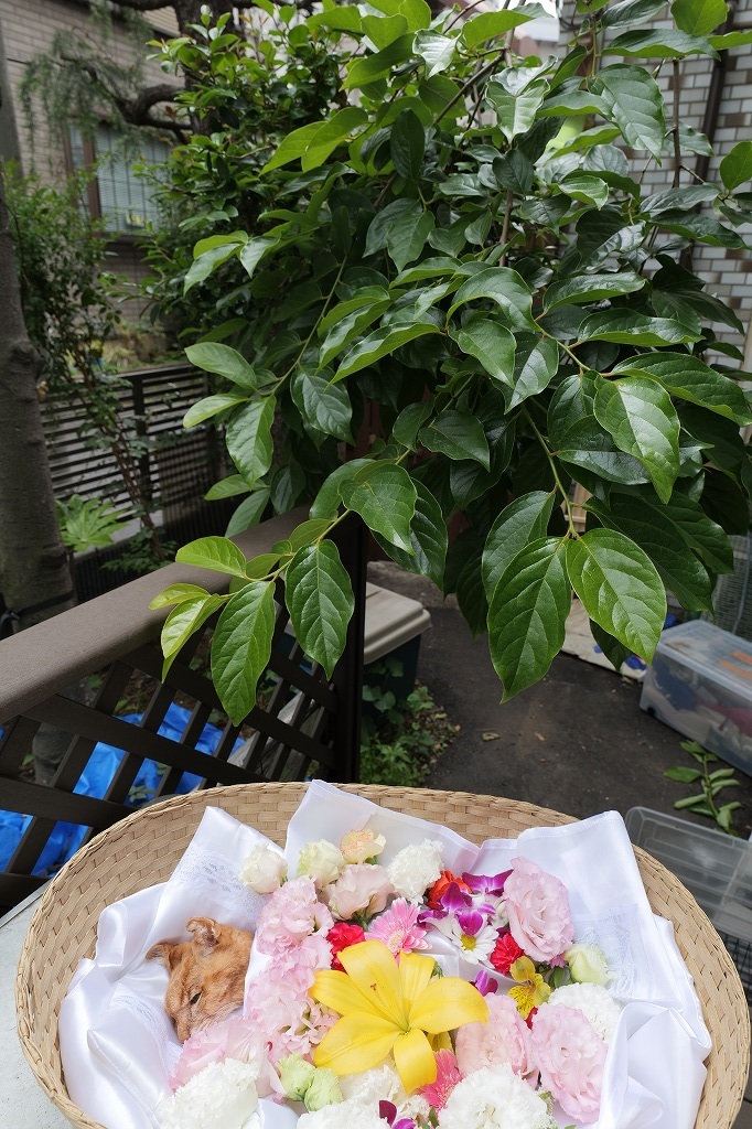 ラッキーさん 旅立ち_f0050534_11535509.jpg