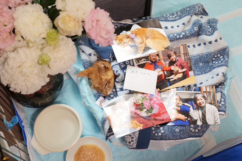 ラッキーさん 旅立ち_f0050534_11535771.jpg