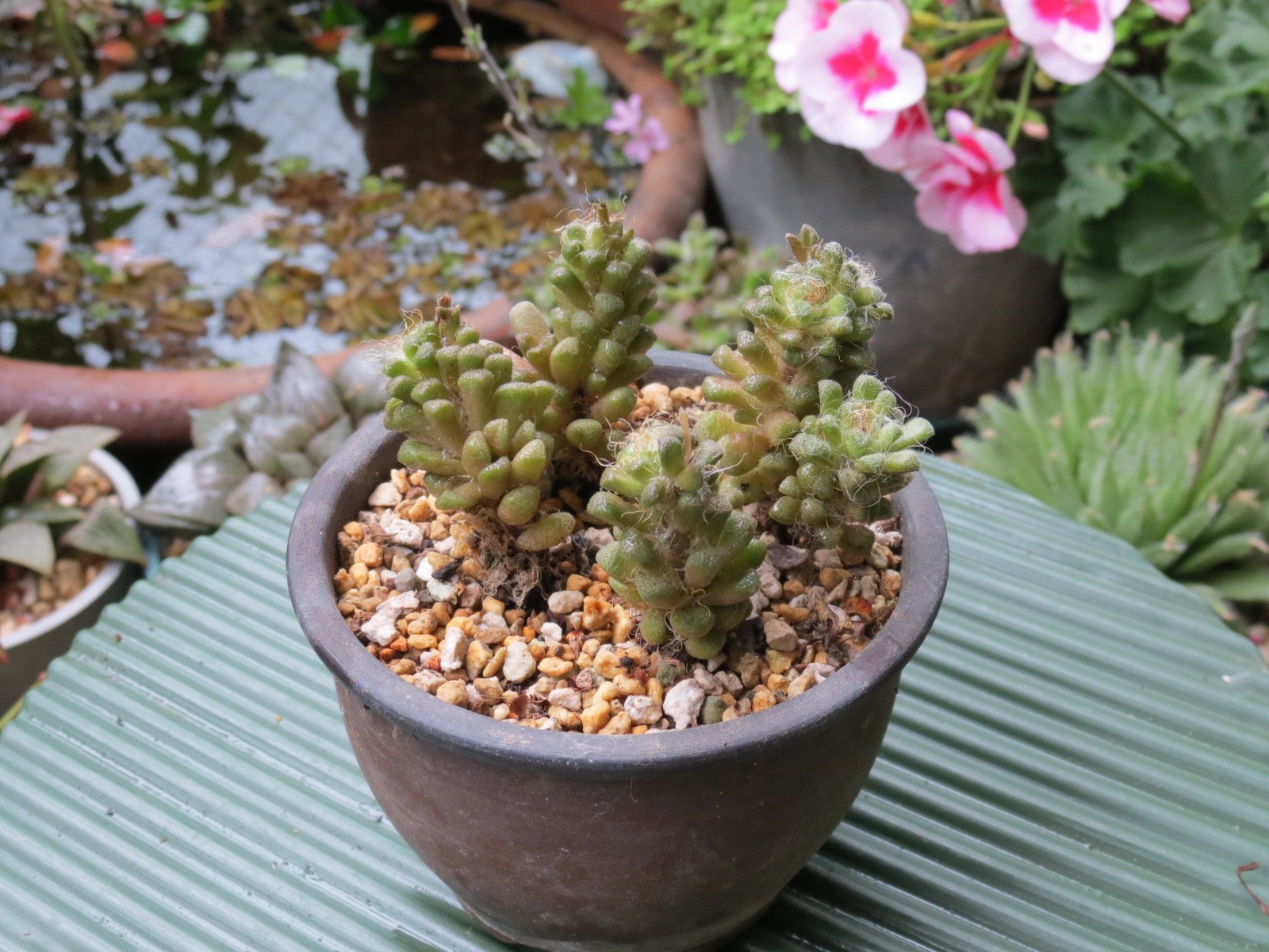 つぶつぶでもしゃもしゃ 多肉植物 ラゴプス あるまじろの庭