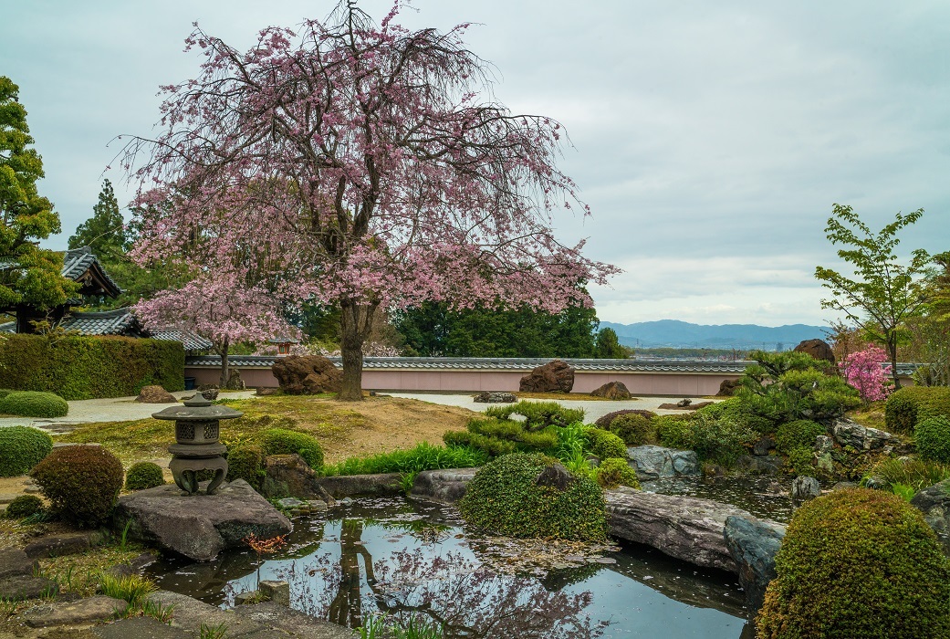 2021京都桜・正法寺_e0363038_10172870.jpg