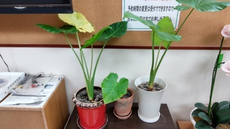 ワクチン_d0177045_21015394.jpg
