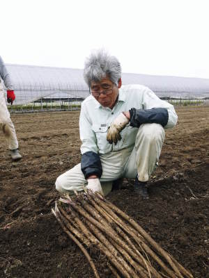やわらかく風味の良い 水田ごぼう(熊本県産 森本さん他)|有機